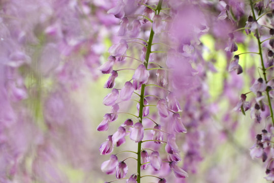 Wisteria bokeh