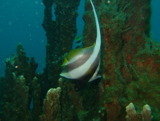 Plongée Madagascar