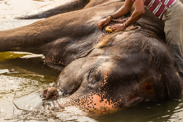 Unidentified man bath Lakshmi, the temple elephant, in the river in Hampi, Karnataka, India.