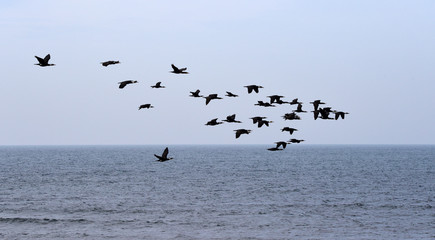 A flock of cormorants flying over the coast of the Mediterranean Sea