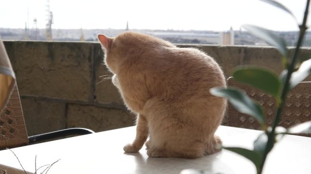 Valletta, Malta - Big cat sit on street cafe table and wash himself
