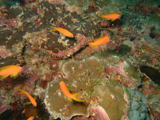Plongée Laquedives