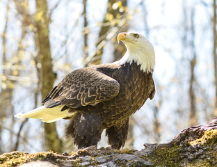 Bald Eagle Looking Left