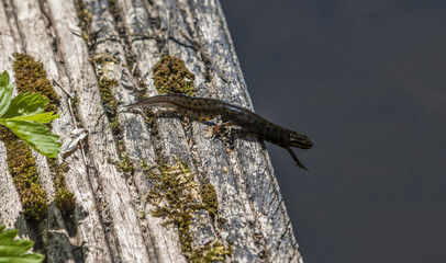 salamander