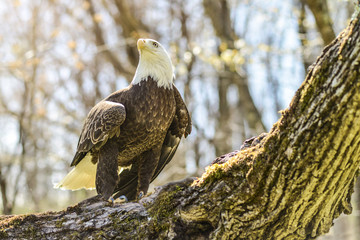 Bald Eagle Sitting