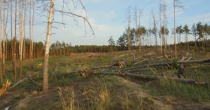 At the logging in the forest. Forest plot cleared from the trees. landscape of logging station with lots of cutten trees