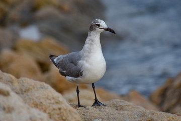 Gaviota en la playa