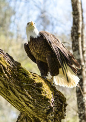 Bald Eagle Looking Up