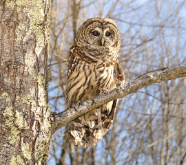 Barn Owl On Branch