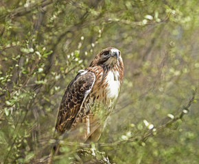 Red Tailed Hawk Looking in Distance