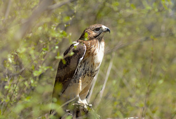 Red Tailed Hawk Looking Right