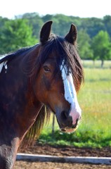 Obraz premium Portrait of a horse, black-brown with a white blaze and a long mane. Trees and meadow in the background