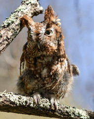 Screech Owl Looking Left