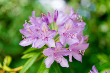 Close-up of a blooming pink rhododendrons flowers with green natural background. Bokeh effect. Shallow depth of field.