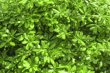 Fototapeta na wymiar green vegetation on a sunny day