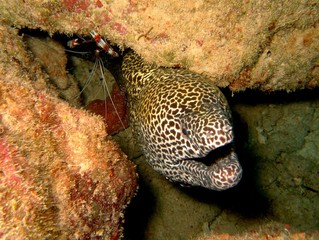 Plongée Laquedives