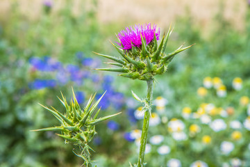 Silybum marianum (milk thistle)