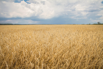 Field of wheat under a stormy sky