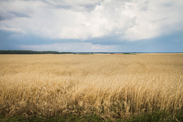 Field of cereal under a stormy sky