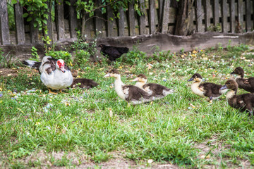Group of Ducklings with their mother, outdoors