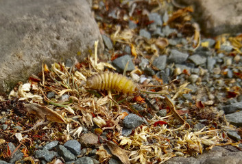 Ameise erbeutet Raupe