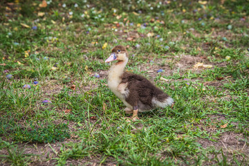 Ducklings in a yard