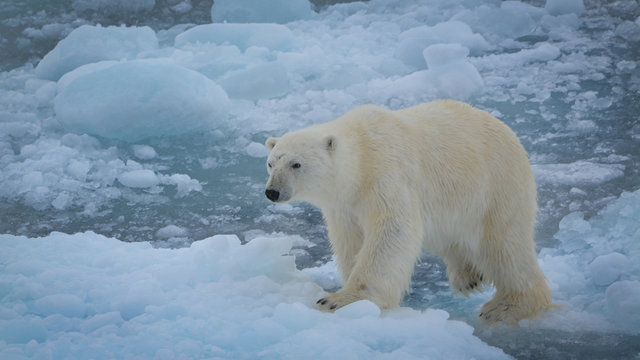 Polar Bear On Ice