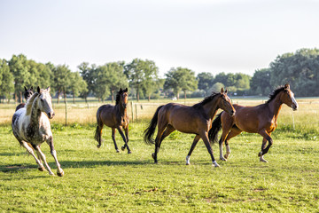 Obraz na płótnie Canvas Running horses on the field.Nature
