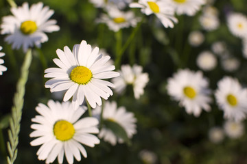 background with chamomile (horizontally)
