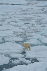 bear on pack ice © Lazy