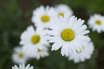 background with chamomile, chamomile on the right, to the left is copy space (horizontally and close up)