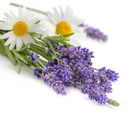 Chamomiles and lavender flowers isolated on white