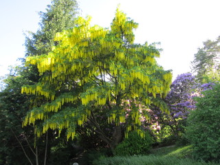  Old  park in Hagavik...Os...West Norway