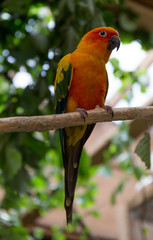 Parrot