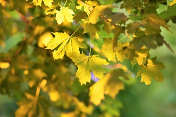 Maple leaves on a tree beautifully lit by the sun