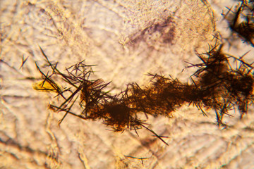 Fototapeta premium Tears viewed at the microscope. Magnification 100-1000x 