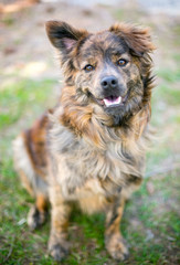A happy mixed breed dog with one upright ear and one floppy ear
