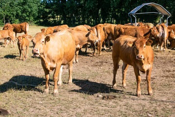 Cows at the farm. Outdoors