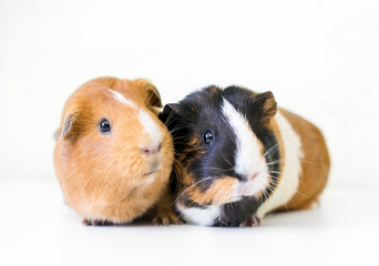 A pair of American Guinea Pigs