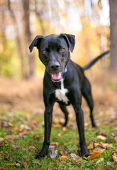 A black and white mixed breed dog outdoors surrounded by autumn leaves