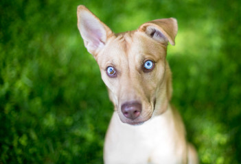 A mixed breed dog with sectoral heterochromia in its eyes