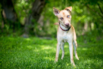Naklejka na ściany i meble A mixed breed dog with sectoral heterochromia in its eyes