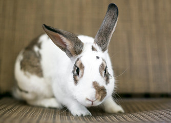 A domesticated pet rabbit with white and brown markings