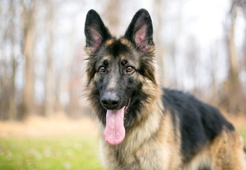 A German Shepherd dog outdoors
