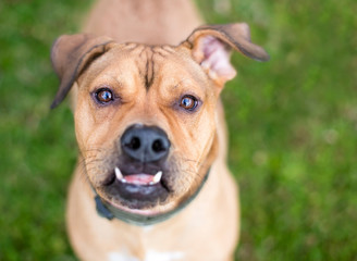 Obraz premium A mixed breed dog with an underbite (malocclusion)