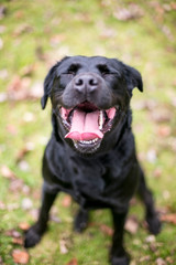 A black Labrador Retriever dog with a happy expression