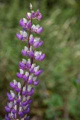 Close-up of a white and purple lupin in New Zealand.
