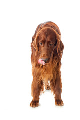 Schleckender Irish Red Setter isoliert auf weißem Grund