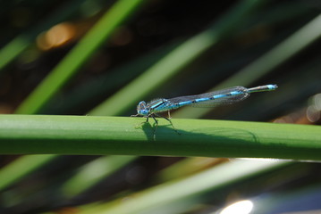 libellules