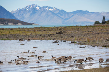 Canada geese feeding on the shoreline at Lake Tekapo, south island New Zealand